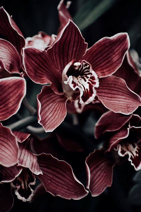 burgundy flower pictures|burgundy flower wallpaper desktop.